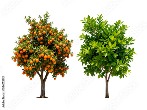 [Transparent Background PNG]Two Small Fruit Trees with Green Leaves and Orange Fruit