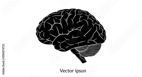 Human Brain Anatomy Medical Illustration.