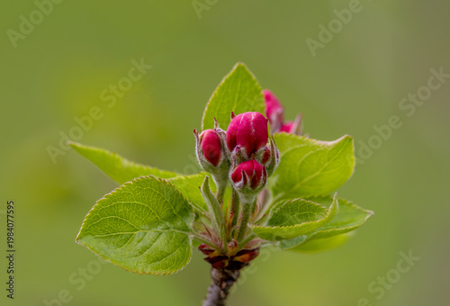 Apple blossom buds (genus Malus) at the pink bud growth stage, just before they fully open in spring