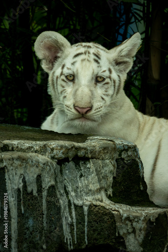 close up of a baby Bengal white tiger