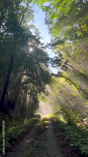 Vertical video, Serene morning scenery in a Thailand mountain forest. Golden sunbeams filter through ancient trees onto a blanket of white mist and dew. A peaceful, refreshing, and high-quality nature