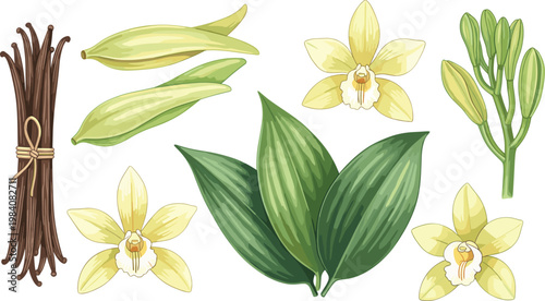 Vanilla Pods, Flowers, and Leaves Vector Set for Natural Ingredients, Aromatherapy, and Spice Products