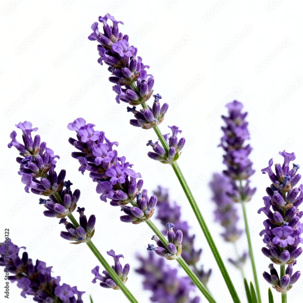 Obraz premium Fresh Purple Lavender Flowers on White Background