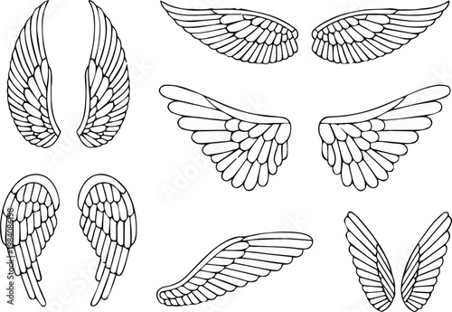 wing comparison chart wing illustrations showing insect and bird
