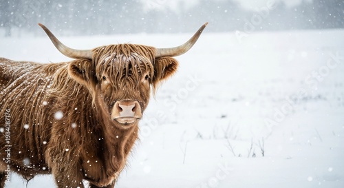 Highland Cow in Snowy Winter Landscape.