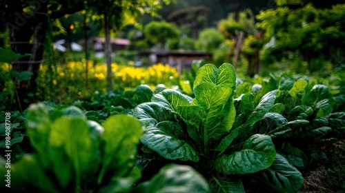 Lush green lettuce growth organic farm photography vibrant garden close-up nature's bounty