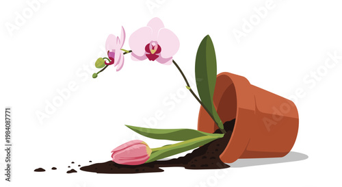 Delicate pink orchid plant lying on the ground with spilled soil after falling out of a tipped over terracotta clay pot on white.