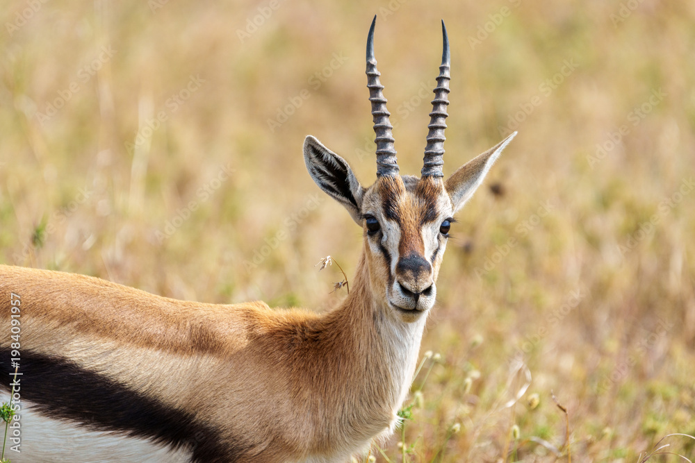Αυτοκόλλητο A lone Thomson's gazelle (Eudorcas thomsonii) stands alert in the grassy plains of the East African savannah in Serengeti