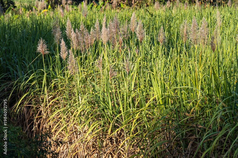 Obraz premium Lush green grasslands flourishing with wildflowers nature scene outdoor landscape