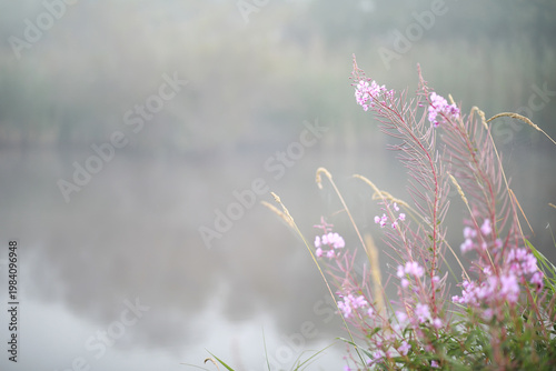 Wild flower. Little flowers on a green meadow.