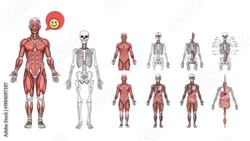 Educational collection of human anatomy diagrams showing muscular systems, skeletal structures, and internal organs for medical study.
