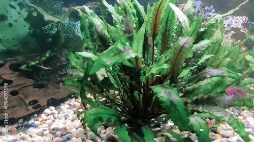 beautiful aquarium with green plants and stones.	