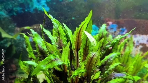 beautiful aquarium with green plants and stones.	