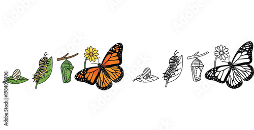 Tableau sur toile Monarch Butterfly Life Cycle Coloring Page for Kids, Educational Illustration sh