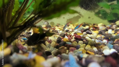 beautiful aquarium with green plants and stones.	
