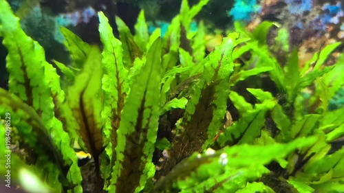 beautiful aquarium with green plants and stones.	