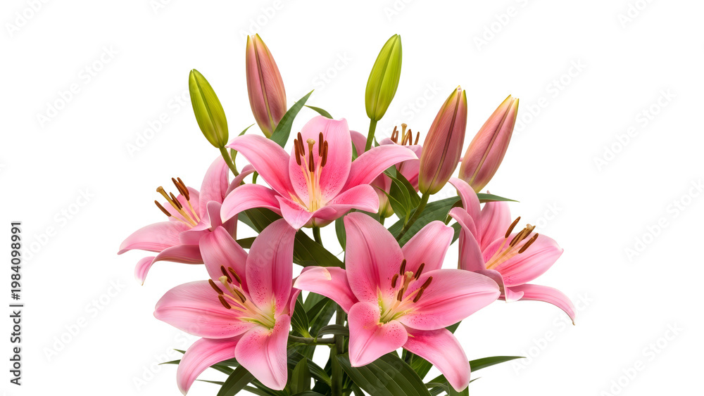 Fototapeta premium Vibrant Pink Lily Bouquet With Buds On White Background