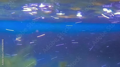 Many air bubbles rising underwater in clear blue water