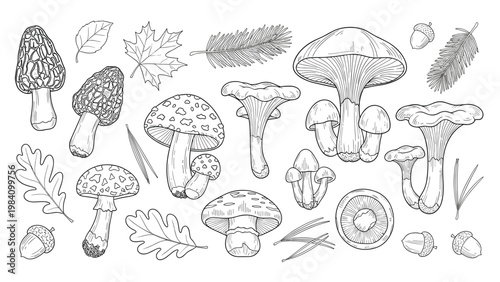 Hand-drawn sketches of different mushroom species, acorns, and forest leaves in a black and white vintage style.