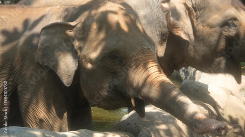 Elephant head. close up