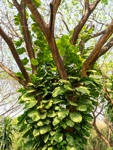 fresh green Epipremnum aureum plants in nature garden