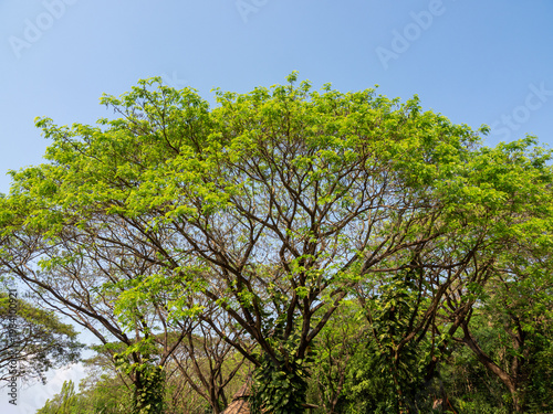 Nature background, Big tree canopy pattern with blue sky background