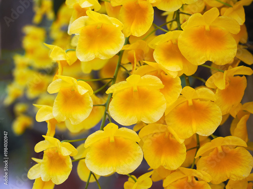 Bright yellow lindleyi orchid dendrobium (honey bee) blooming in the garden.