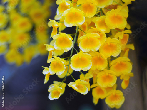 Bright yellow lindleyi orchid dendrobium (honey bee) blooming in the garden.