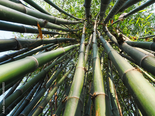 Bamboo green in the forest.