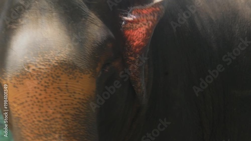 elephant's eyes, close up