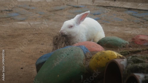 A white rabbit playing in the garden. Biting dry grass