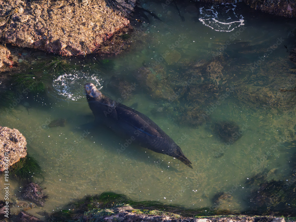 Fototapeta premium Elephant Seal Rests in Shallow California Tide Pool