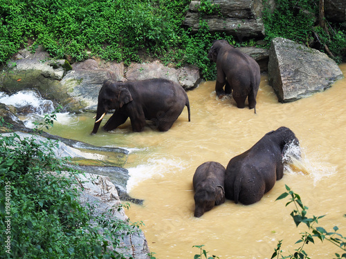 Elephant bathing in a river, Thailand