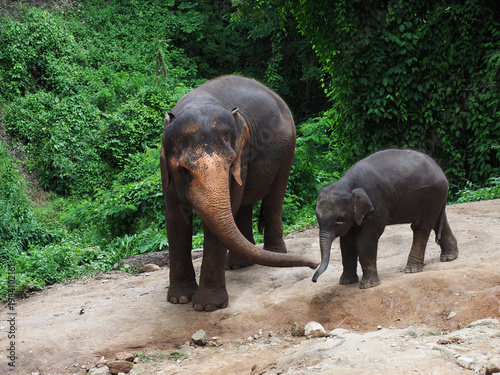 Elephant family take a bath in the river,