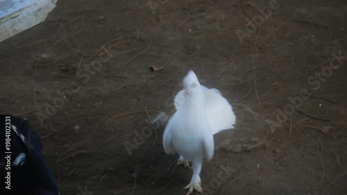 Fan pigeons playing on the ground in the park