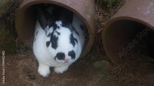 Black and white rabbit playing in the pipe in the park