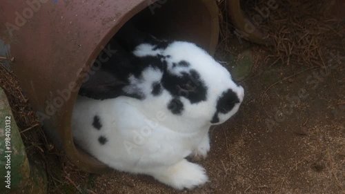 Black and white rabbit playing in the pipe in the park