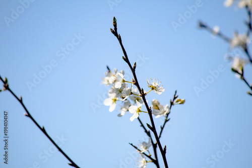 Plum blossom on blurry blue sky background. Fruit trees bloom in spring. Plant. Natural wallpaper.