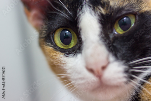 close up of cat face with selective focus on the eyes