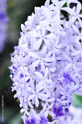 Sandpaper vine, Purple wreath or Queens wreath or purple flower