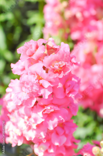 Antirrhinum majus Early Potomac Pink, Potomac Pink Snapdragon or Pink Snapdragon or Antirrhinum majus or Plantaginaceae or Snapdragon or pink flower