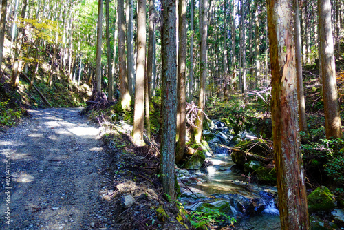 Forest trail along Shikoku Henro with flowing mountain stream and tall cedar trees in rural Japan