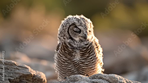 Adorable Young Owl With Big Yellow Eyes Sitting on Rocks in Natural Sunlight