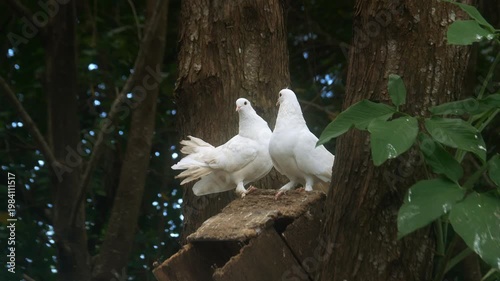 Two white doves on a tree. Close up