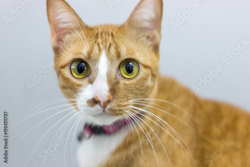 close up portrait of an orange cat