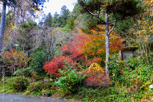 Colorful autumn garden along Shikoku Henro with vibrant maple foliage in rural Japan