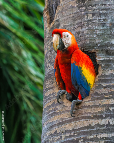 Photography A scarlet macaw parrot looks out of its nesting cavity in a tropical garden in C