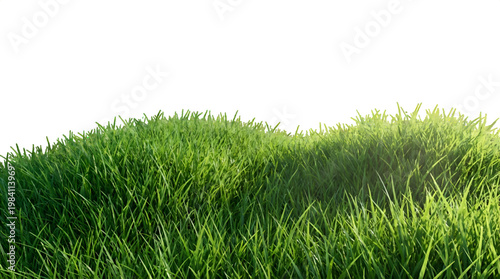 Lush green grass border isolated on transparent background. Realistic fresh meadow grass tuft for landscape design. 3D rendered green grass field section with clipping path on transparent Background.