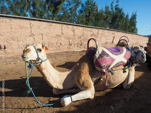 Camels in desert in Morocco