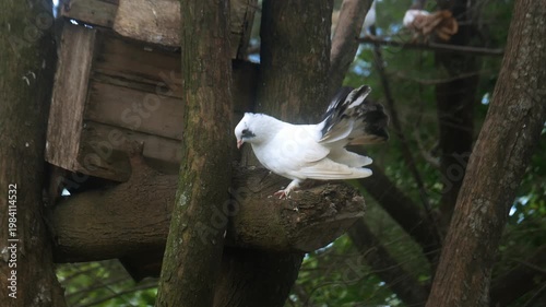 A dove on a tree